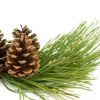 pinus-maritima_31775_l.webp